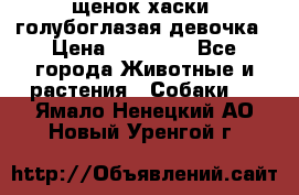 щенок хаски  голубоглазая девочка › Цена ­ 12 000 - Все города Животные и растения » Собаки   . Ямало-Ненецкий АО,Новый Уренгой г.